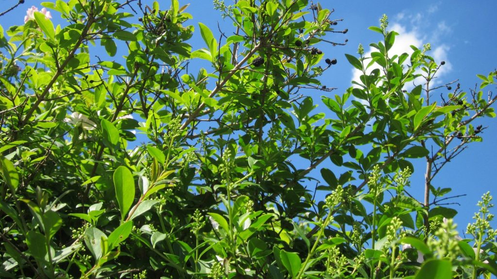 Privet (Ligustrum species) flowing leaves and flower buds