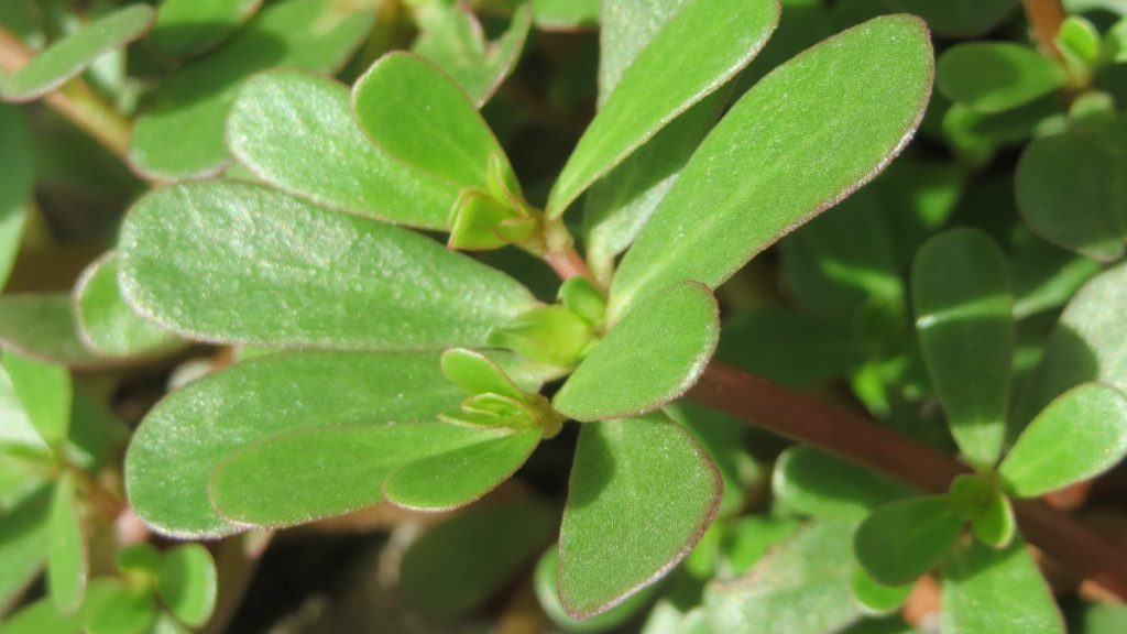 leaves of purslane (Portulaca oleracea)