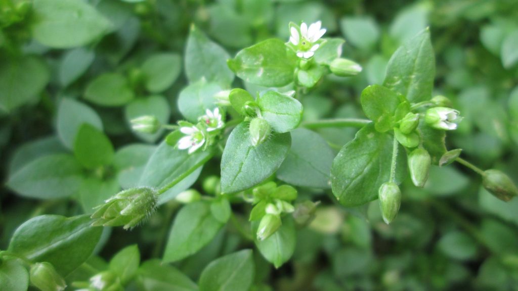leaves and flowers of chickweed (Stellaria media)