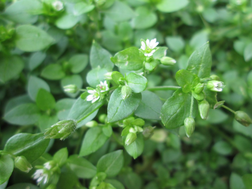 leaves and flowers of chickweed (Stellaria media)