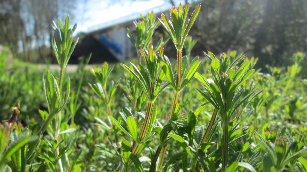 close up of leaves and stem of cleavers (Galium aparine)