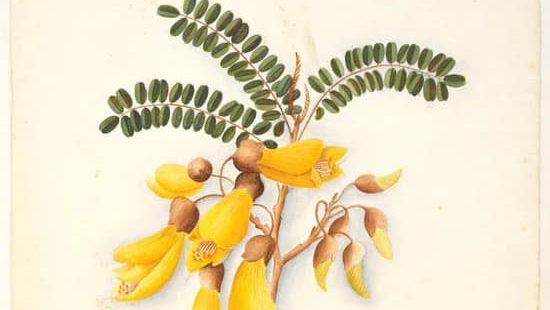 botanical drawing of Kōwhai (Sophora species) leavs an flowers