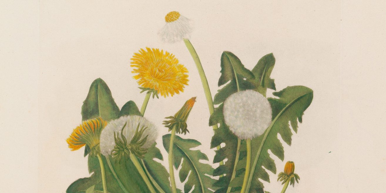 Botanical drawing of Taraxacum officinale