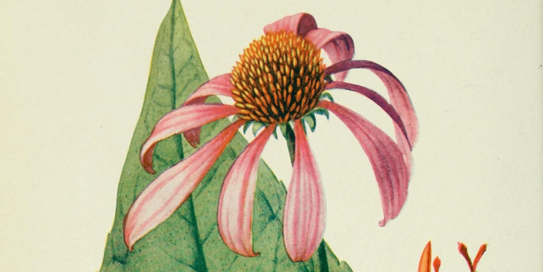 Botanical drawing of Echinacea (Echinacea purperea)