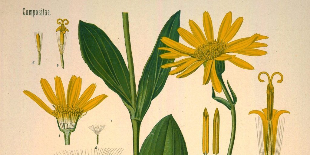Botanical drawing of Arnica (Arnica montana) leaves and flowers