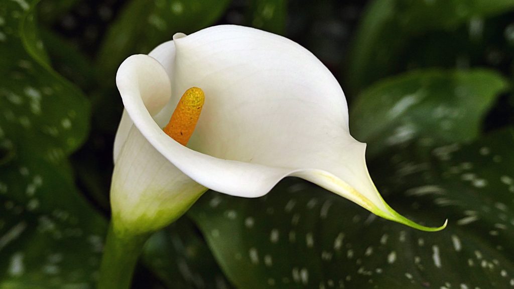 Arum Lily (Zantedeschia aethiopica) flower most prominent and leaf in background