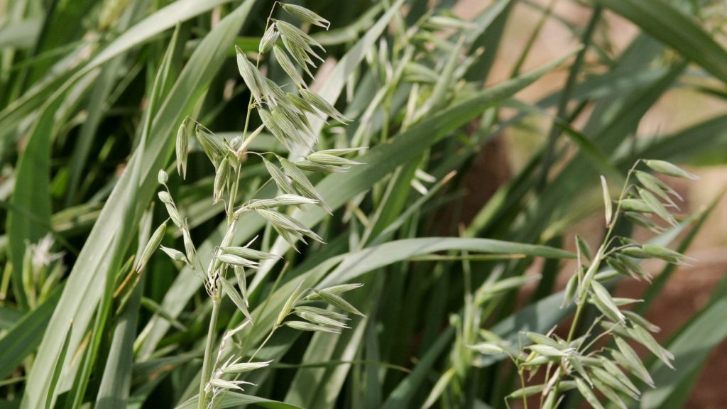 oats (Avena sativa) leaves and seed head close up