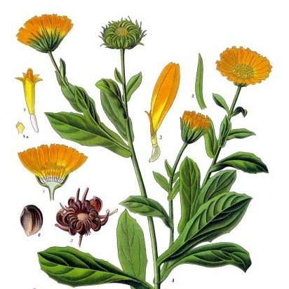 Calendula botanical drawing