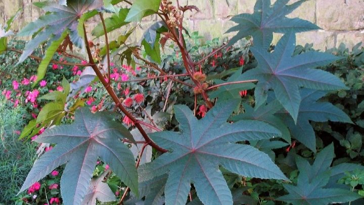 Castor Oil Plant (Ricinus communis) plant