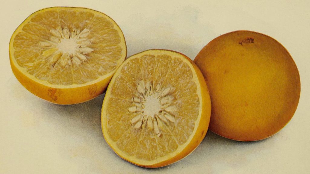 botanical drawing of Grapefruit (Citrus x paradisi) showing cut and uncut fruit