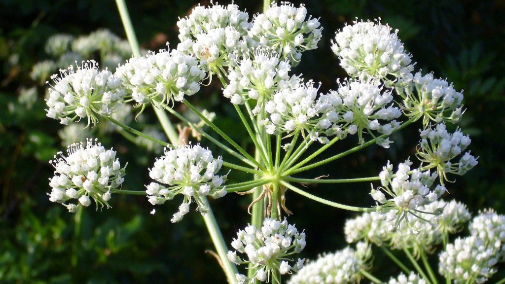 hemlock (Conium maculatum) flower