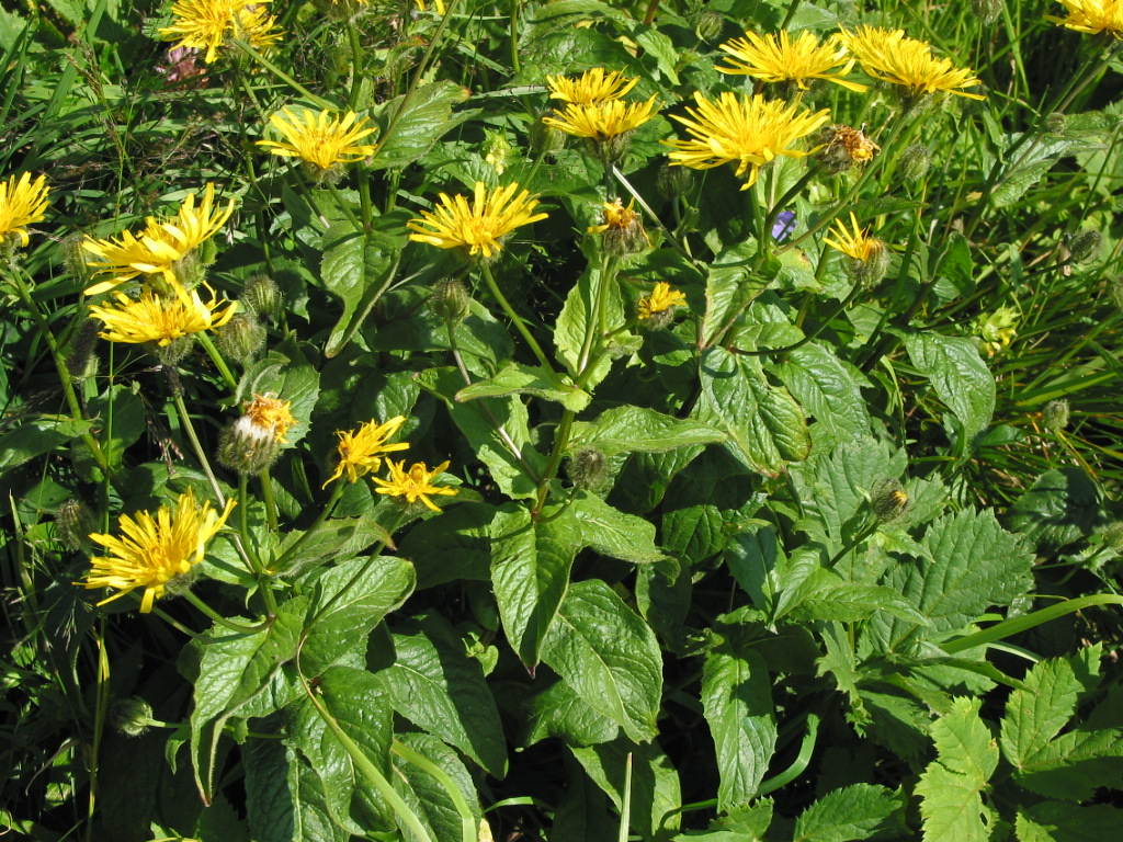 leaves and flowers of hawksbeard (Crepis pyrenaica)