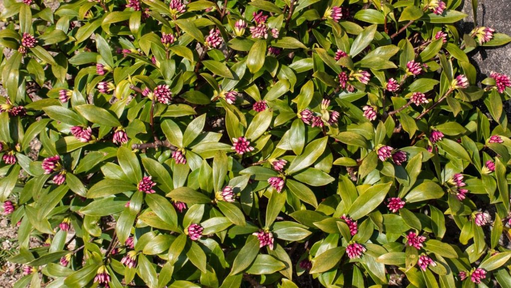 Daphne (Daphne odora) plant