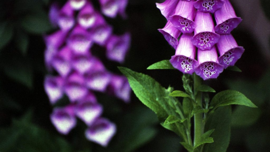 Foxglove (Digitalis purpurea) leaves and flowers