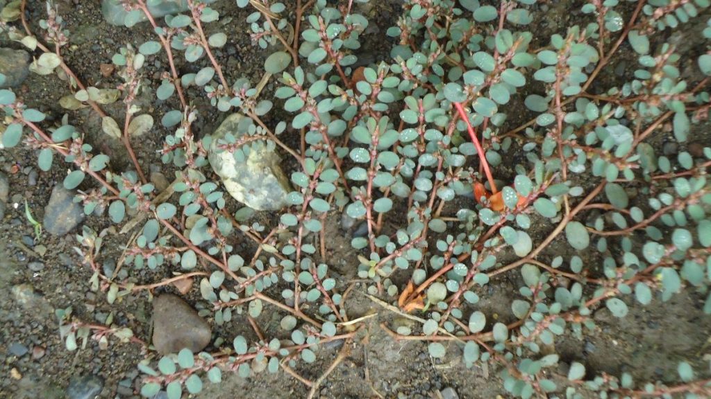 growing structure of spurge (Euphorbia maculata) plant
