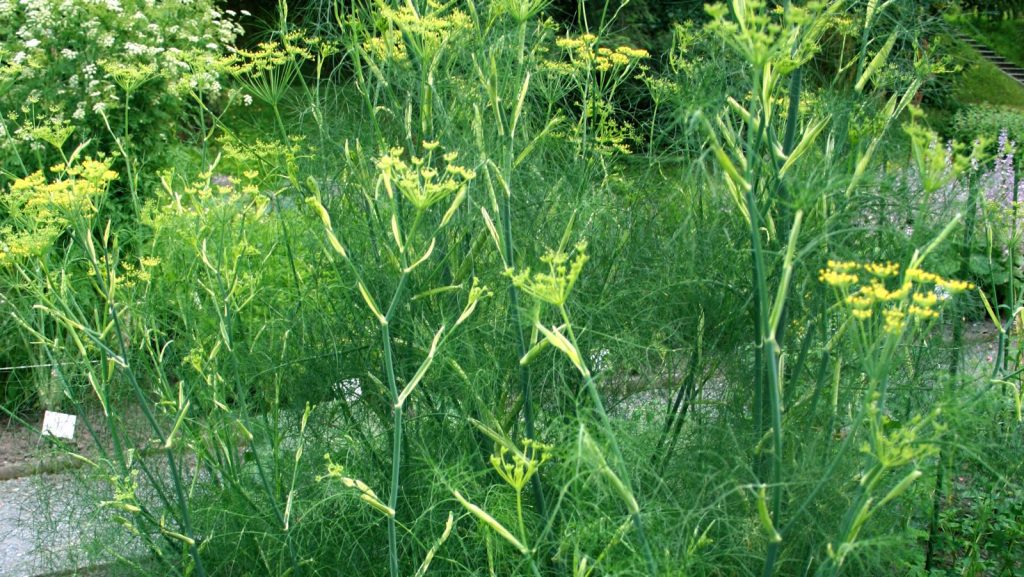 Fennel (Foeniculum vulgare) plants