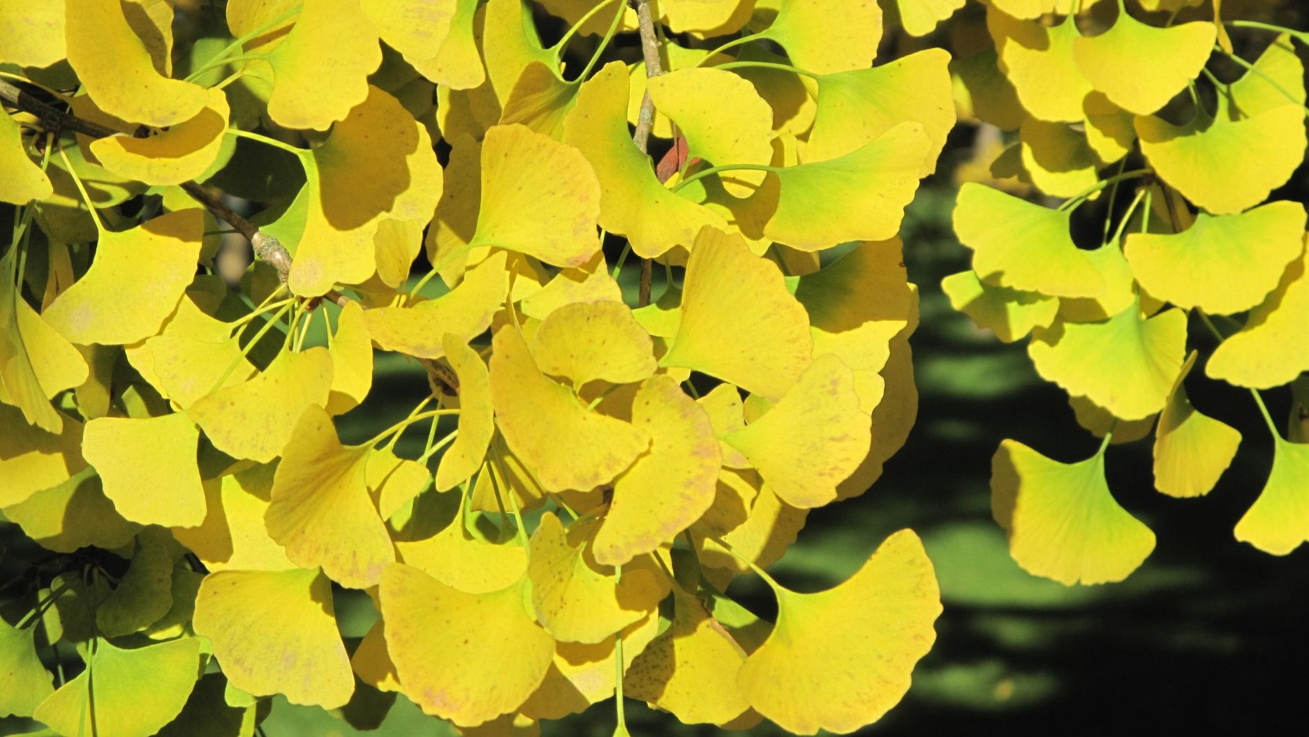 Gingko Monograph