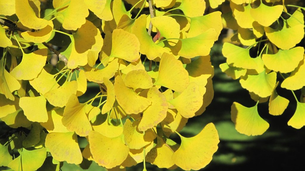 Gingko (Gingko biloba) leaves