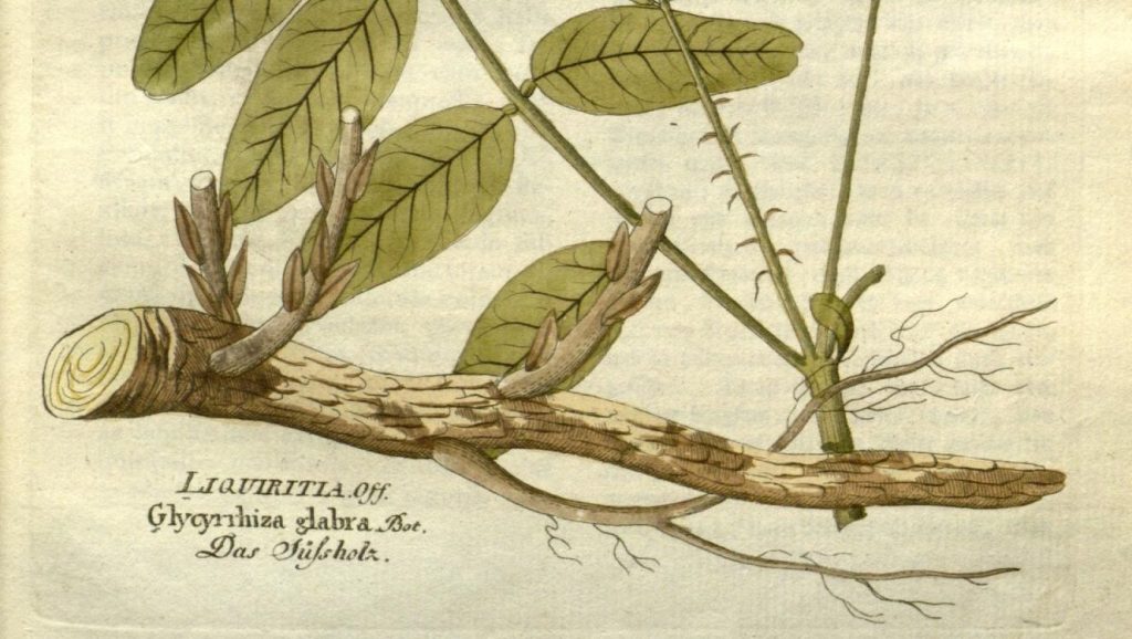 botanical drawing of Liquorice Root (Glycyrrhiza glabra)