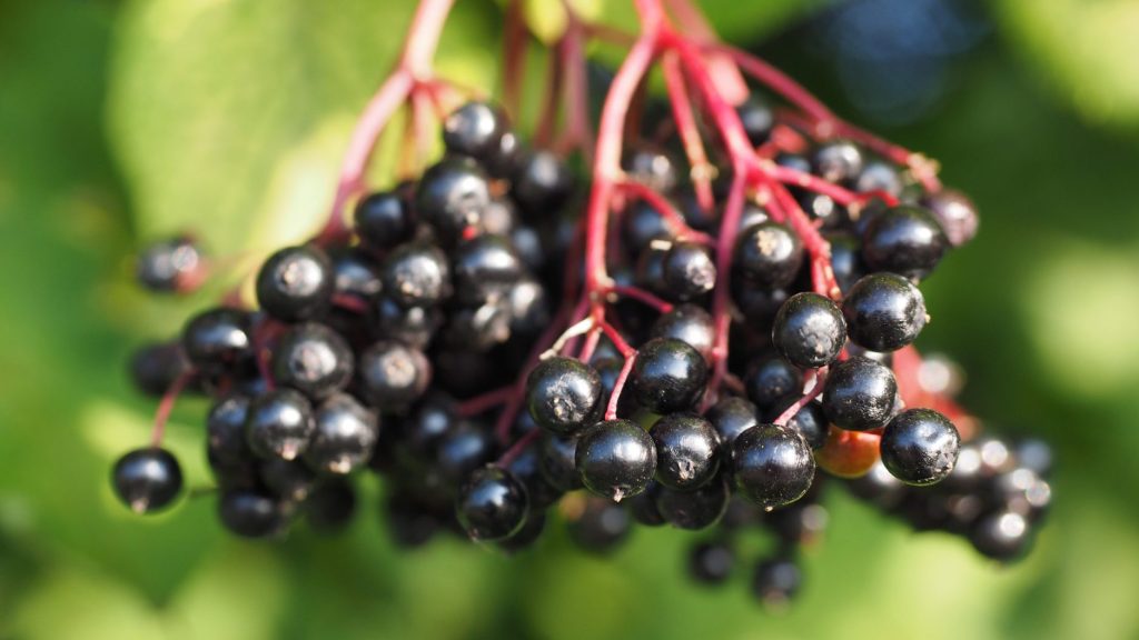 Elder (Sambucus nigra) berries