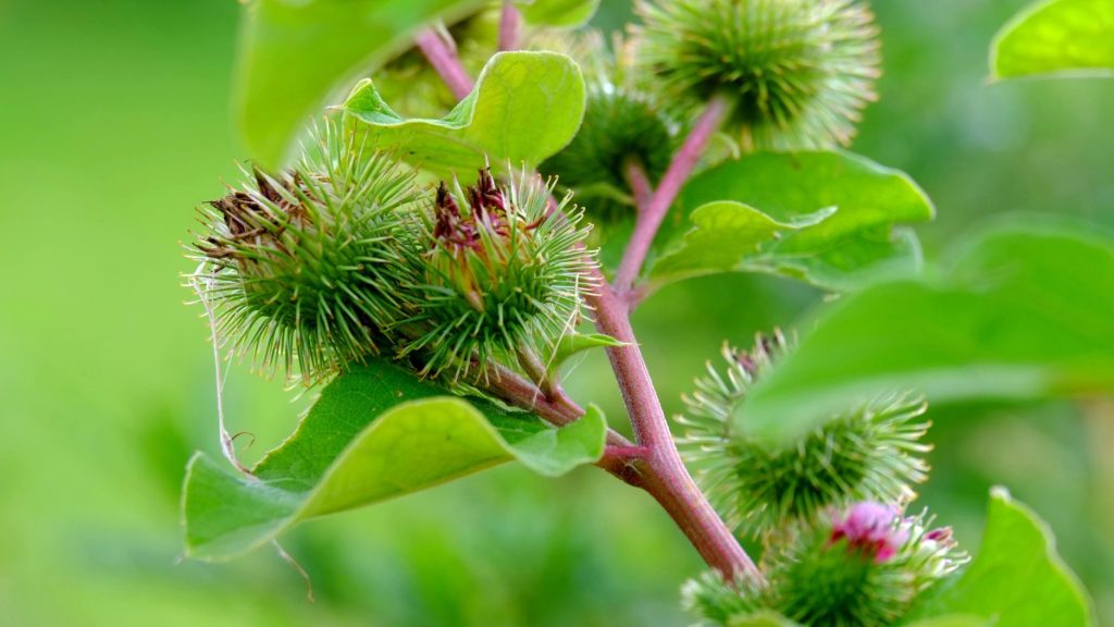 Burdock (Arctium lappa) leaves and flowering heads