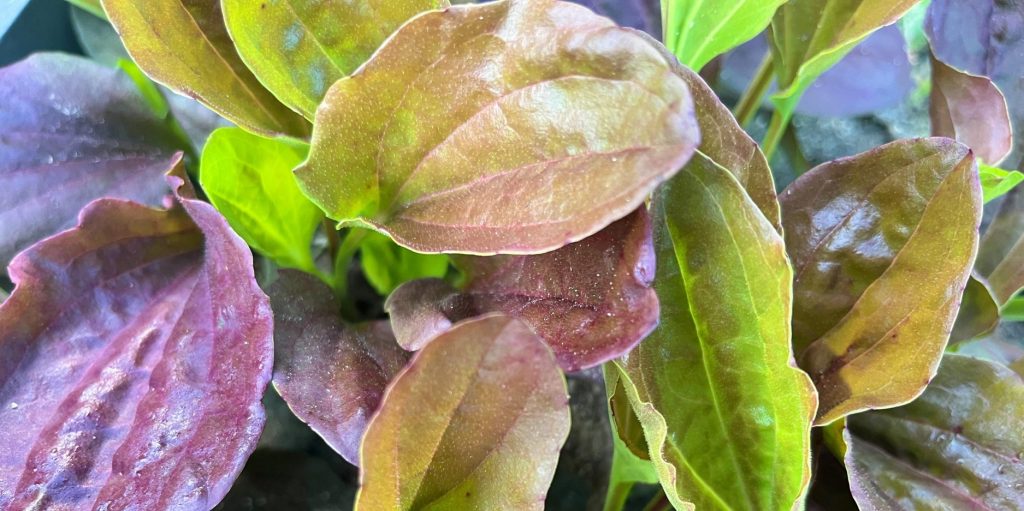 Plantain (Plantago major) leaves