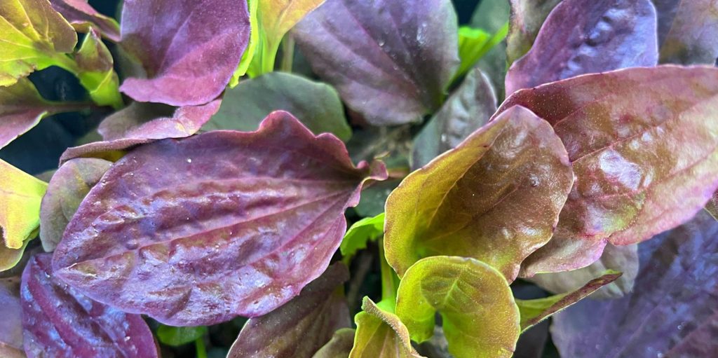Plantain (Plantago major) leaves