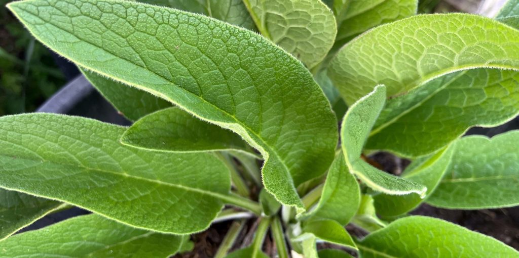 Comfrey (Symphytum officinale) leaves