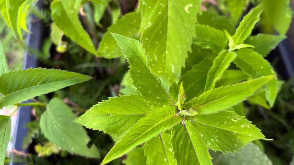 Monarda* spp. leaves