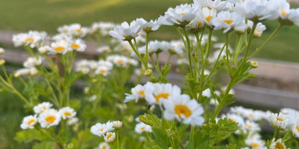 Feverfew (Tanacetum parthenium) flowers in full bloom