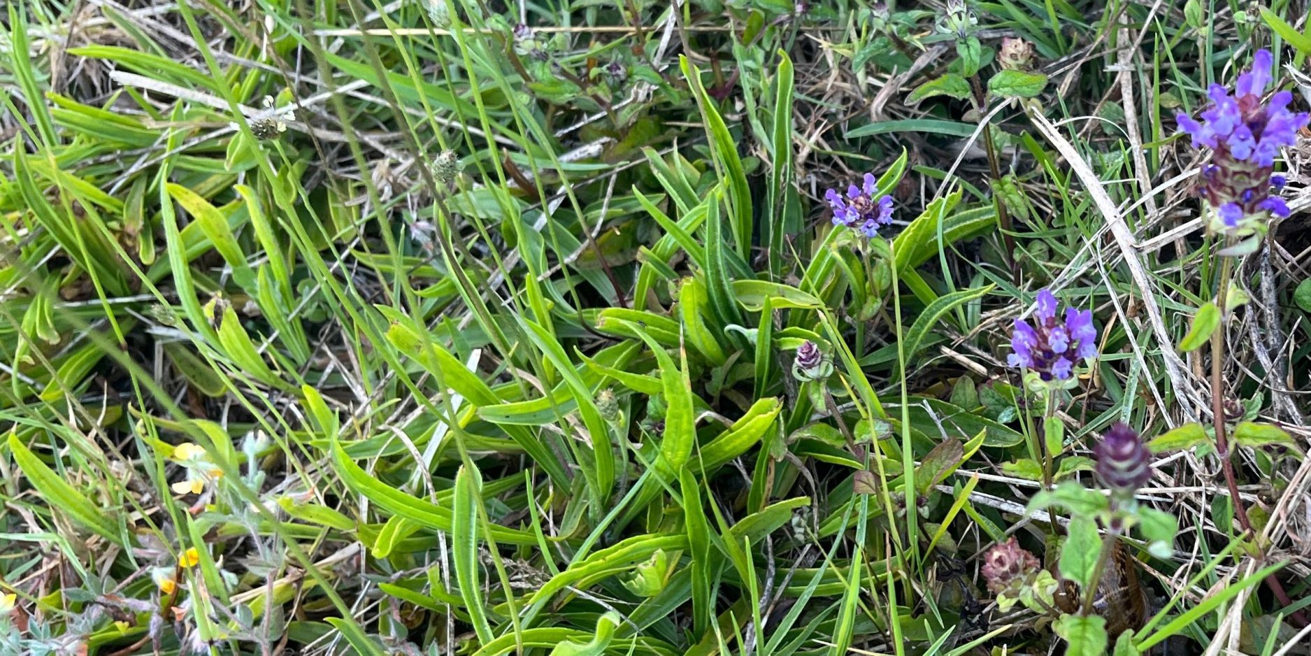 Weeds in a lawn