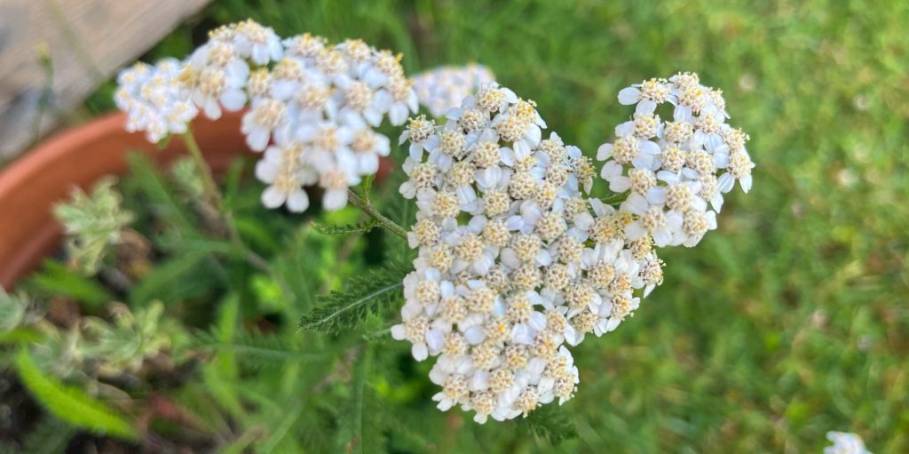 Achillea millefolium flowers