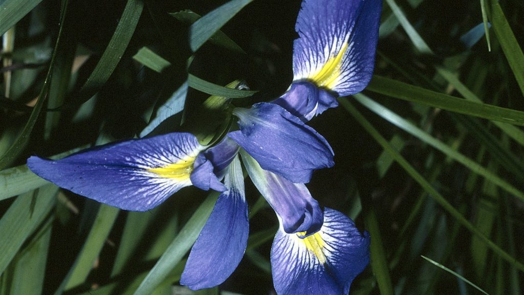 Iris (Iris prismatica) flower, leaves in the background