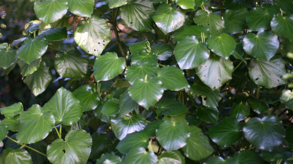 leaves of kawakawa (Piper excelsum) plant