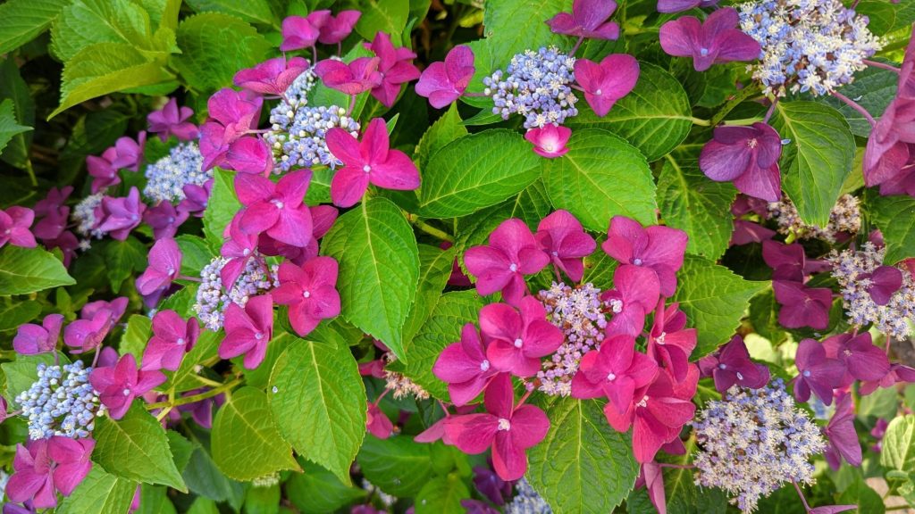 Hydrangea (Hydrangea species) leaves and flowers