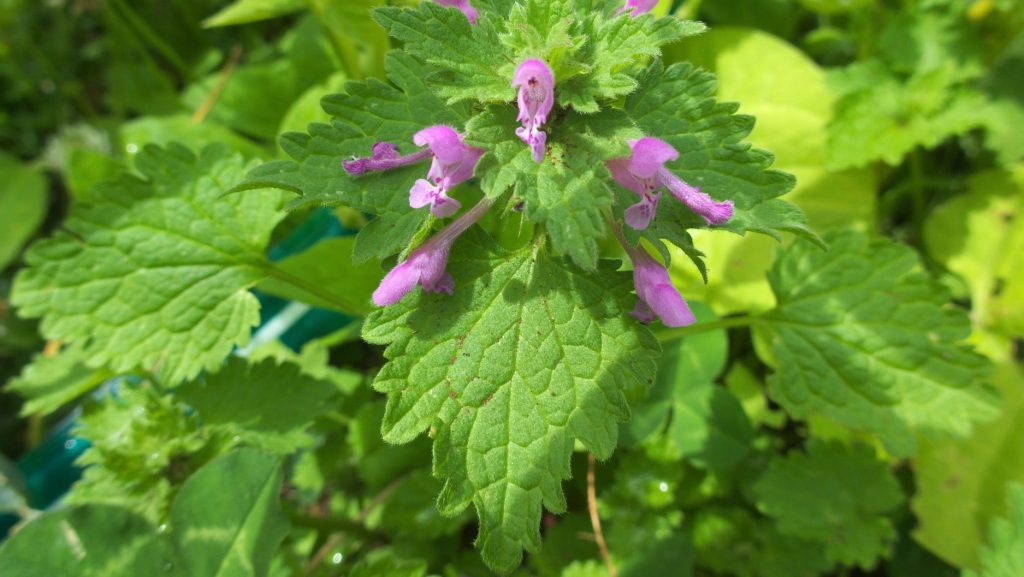 dead nettle (Lamium purpureum) leaves and flowers