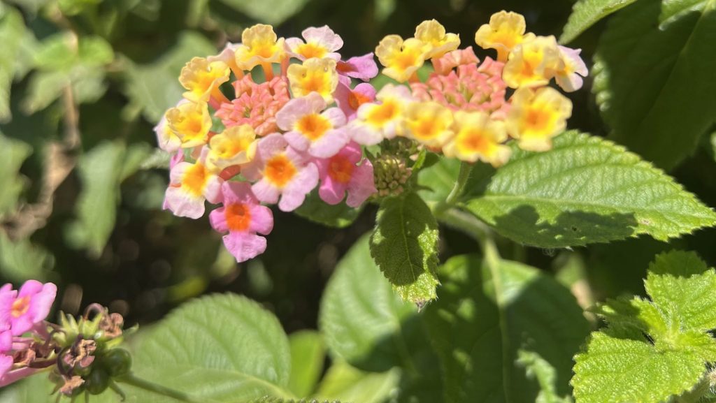 Lantana (Lantana camara) flowers and leaves
