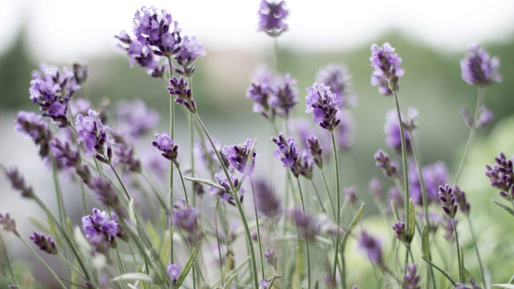 Lavender (Lavandula angustifolia) flower stalk and some leaves