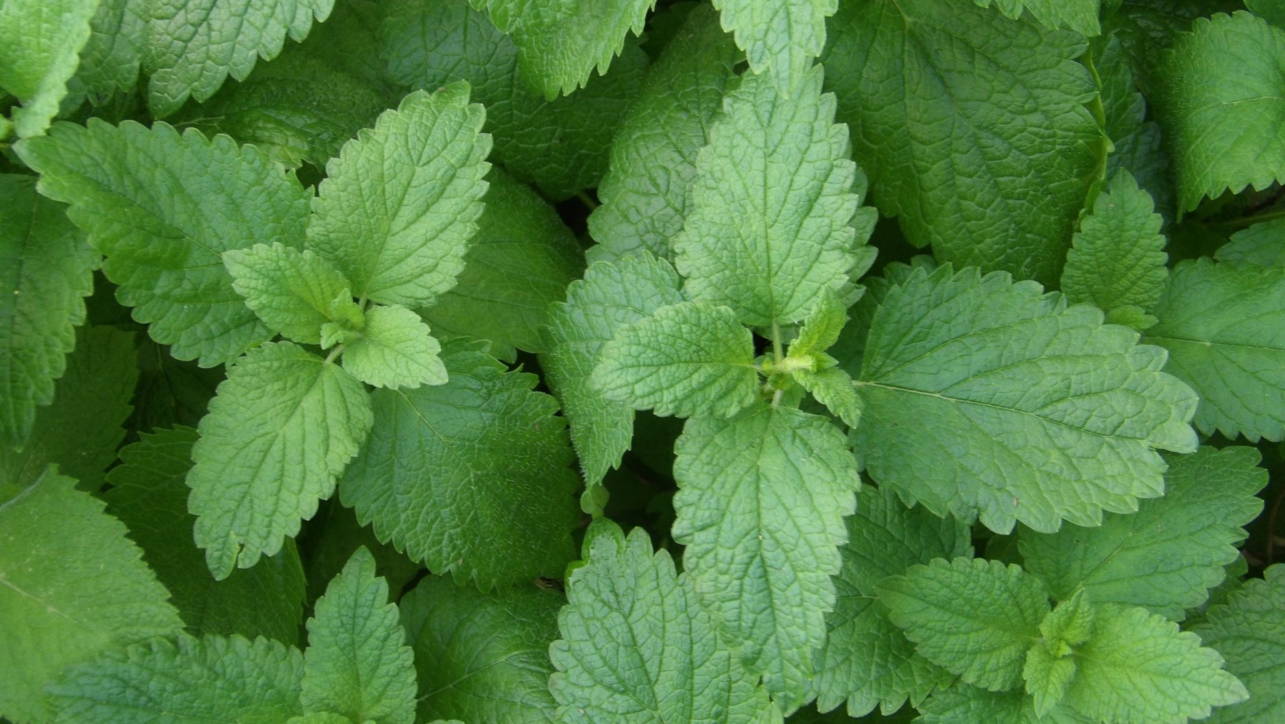 Lemon Balm Monograph
