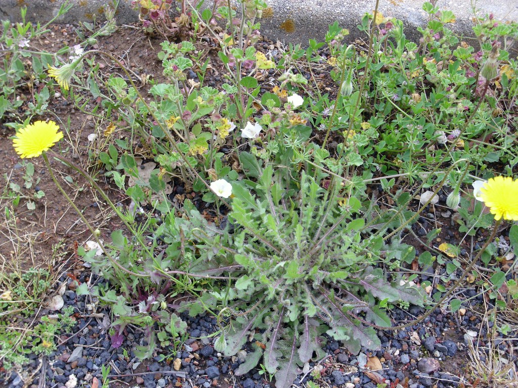 leaves and flowers of Leontodon hispidus