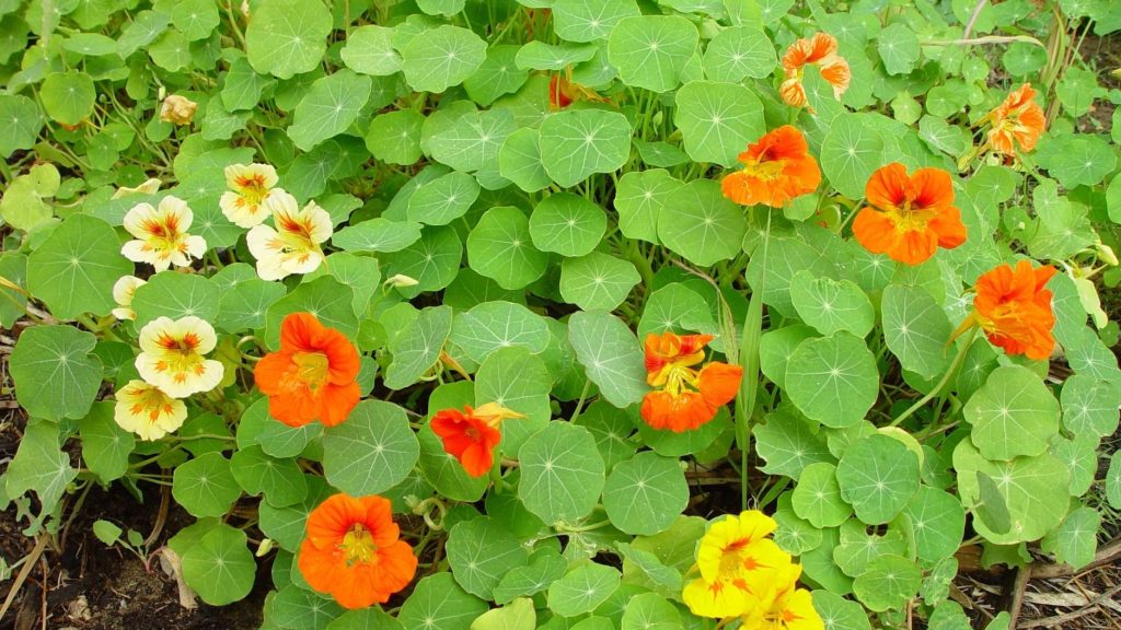 different coloured flowers of nasturtium (Tropaeolum majus) and leaves