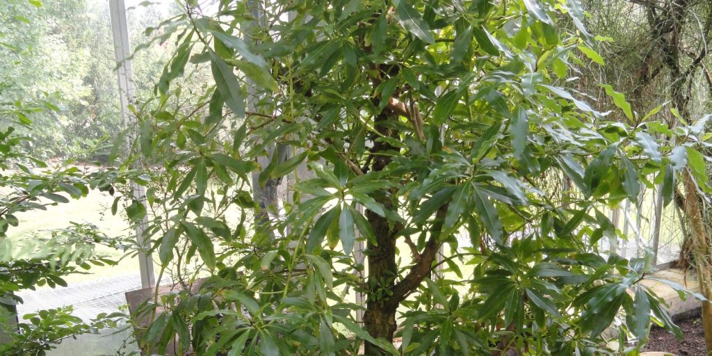Ngaio (Myoporum laetum) plant showing leaves