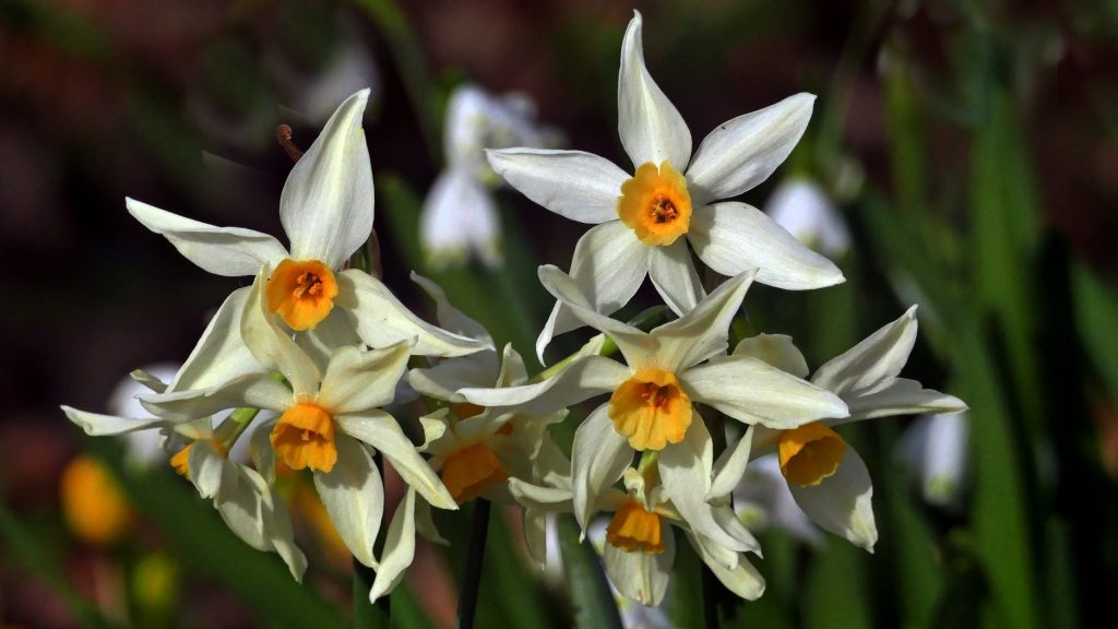 Daffodil (Narcissus poeticus) flowers