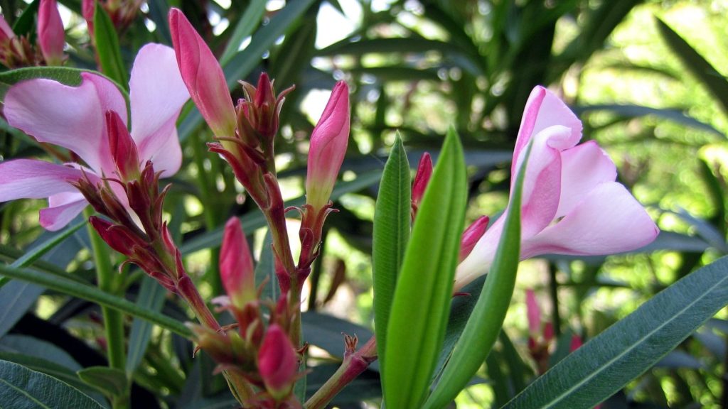 Oleander (Nerium oleander) plant showing leaves, flowers, and flower buds