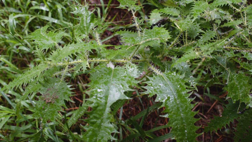 Ongaonga (Urtica ferox)leaves