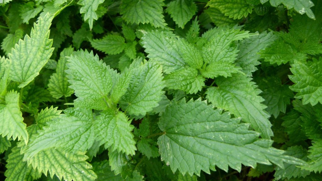 close up of nettle (Urtica diotica) leaves