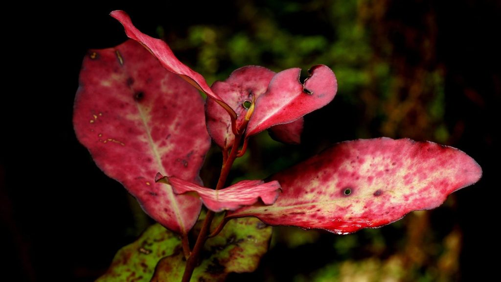 leaves of horopito (pseudowintera colorata)