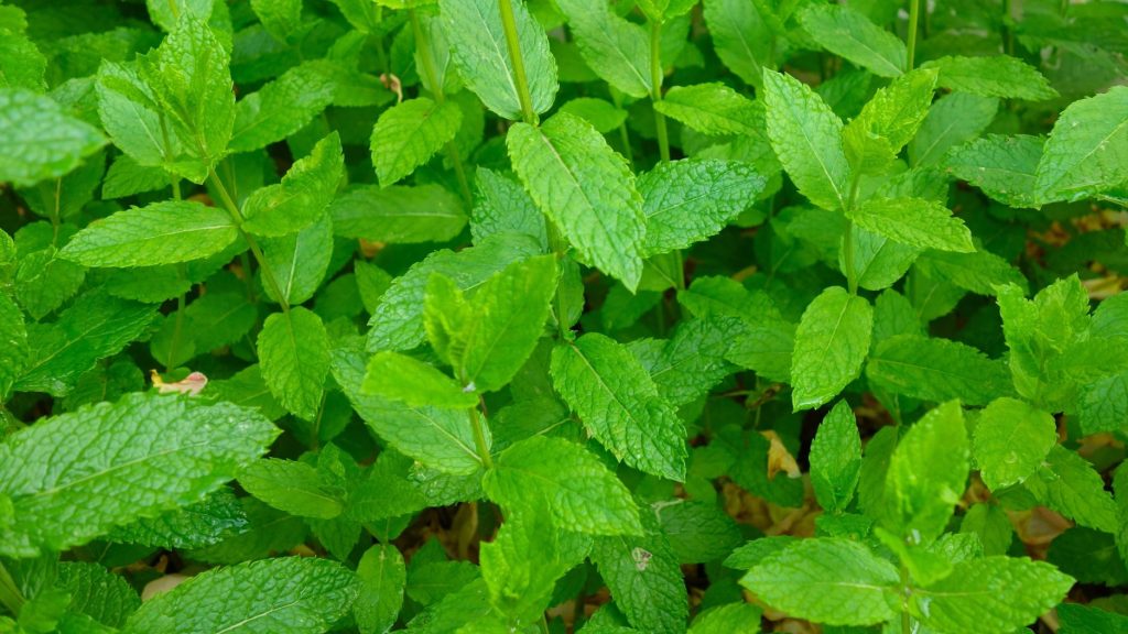 Peppermint (Mentha × piperita) leaves