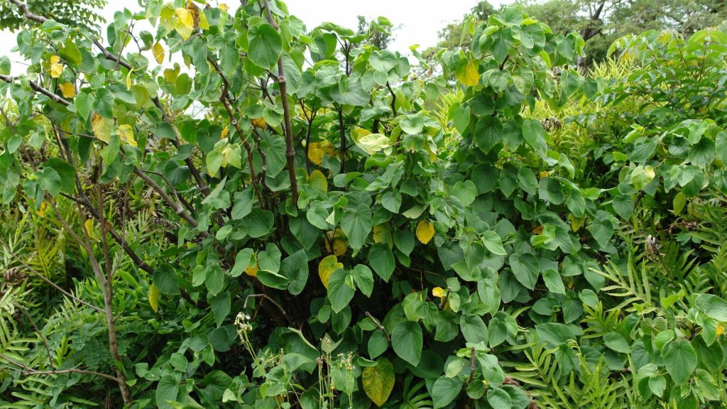Kava (Piper methysticum) plant