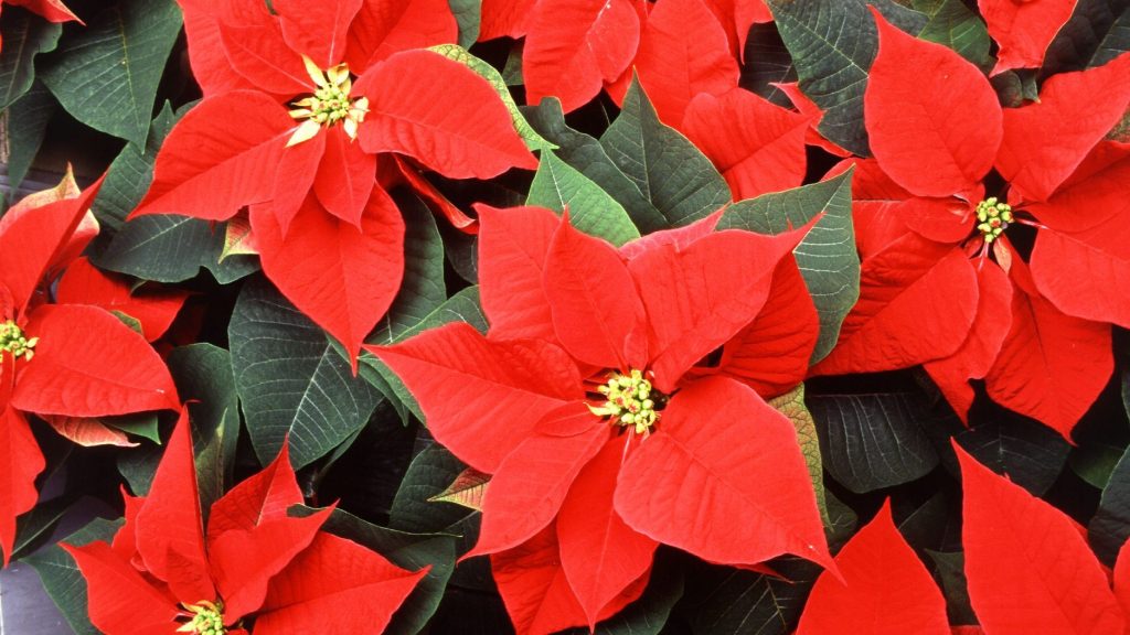 Poinsettia (Euphorbia pulcherrima) plant